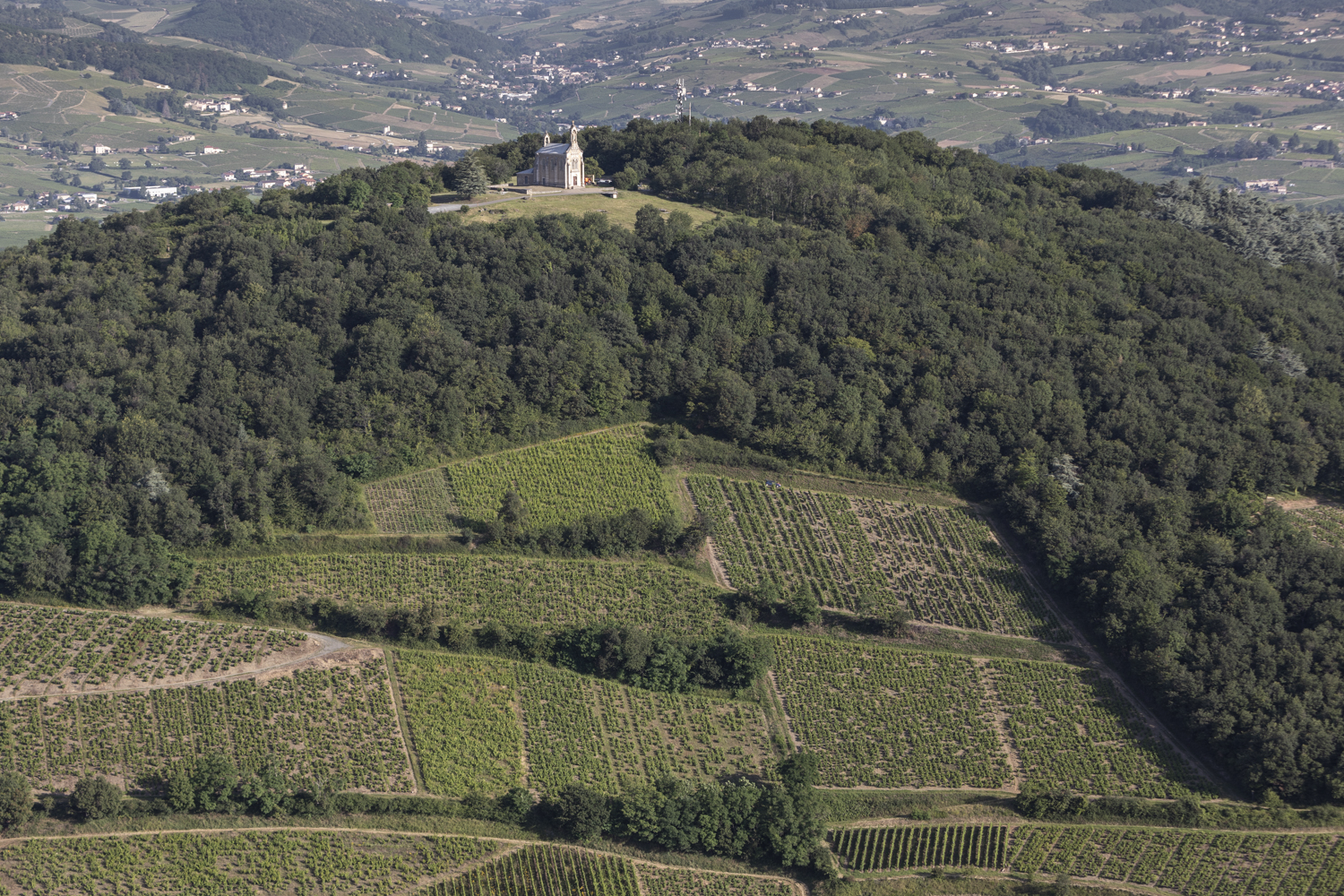 Vines wrapping Mont Brouilly’s blue-diorite slopes, known for powerful, ripe black-fruited styles
